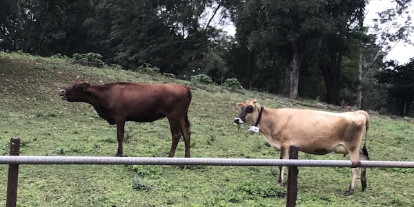 Cow with sensor